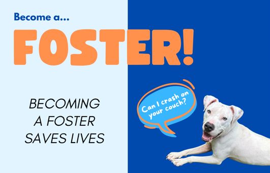 Foster a Pet